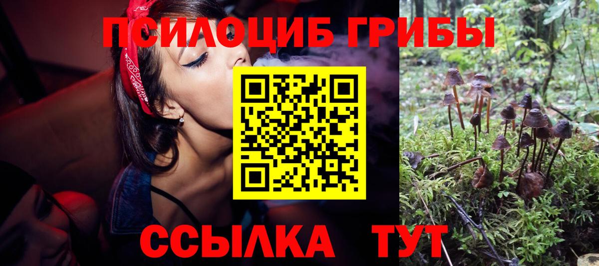 Галлюциногенные грибы Psilocybine cubensis Новодвинск